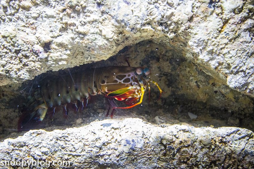 【桃園親子景點】Xpark水族館～現場購票、門票預購｜交通資訊，日本橫濱八景島水族館台來打造台灣首座新都會型水生公園、企鵝咖啡廳