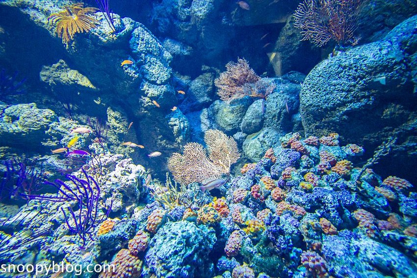 【桃園親子景點】Xpark水族館～現場購票、門票預購｜交通資訊，日本橫濱八景島水族館台來打造台灣首座新都會型水生公園、企鵝咖啡廳