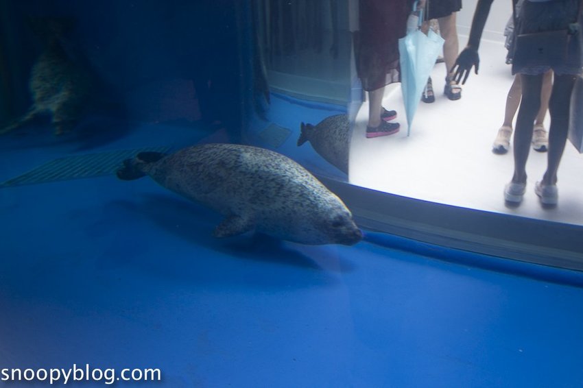 【桃園親子景點】Xpark水族館～現場購票、門票預購｜交通資訊，日本橫濱八景島水族館台來打造台灣首座新都會型水生公園、企鵝咖啡廳
