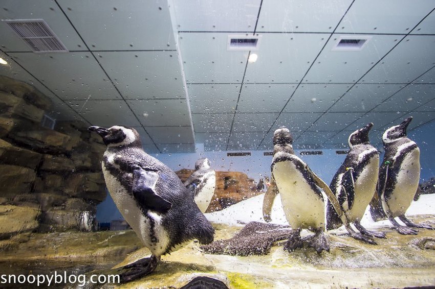 【桃園親子景點】Xpark水族館～現場購票、門票預購｜交通資訊，日本橫濱八景島水族館台來打造台灣首座新都會型水生公園、企鵝咖啡廳