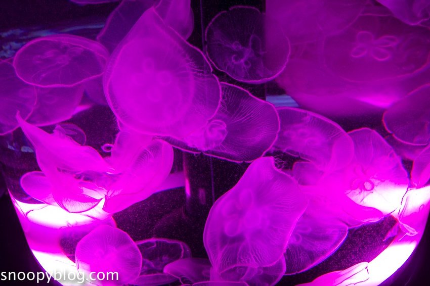 【桃園親子景點】Xpark水族館～現場購票、門票預購｜交通資訊，日本橫濱八景島水族館台來打造台灣首座新都會型水生公園、企鵝咖啡廳