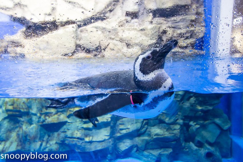 【桃園親子景點】Xpark水族館～現場購票、門票預購｜交通資訊，日本橫濱八景島水族館台來打造台灣首座新都會型水生公園、企鵝咖啡廳