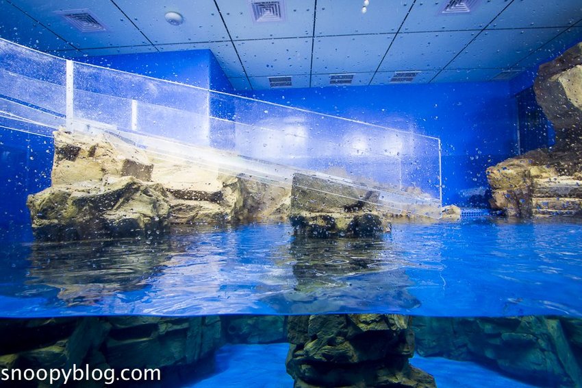 【桃園親子景點】Xpark水族館～現場購票、門票預購｜交通資訊，日本橫濱八景島水族館台來打造台灣首座新都會型水生公園、企鵝咖啡廳