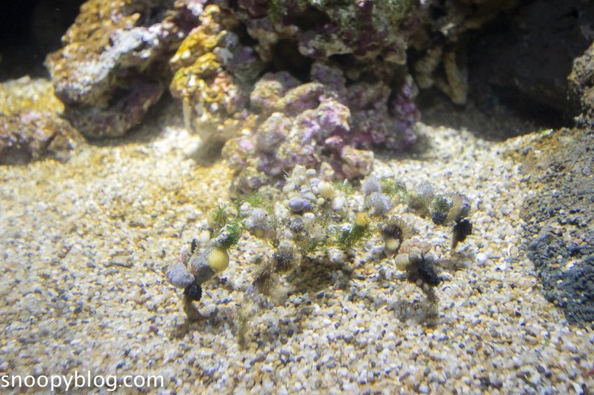 【桃園親子景點】Xpark水族館～現場購票、門票預購｜交通資訊，日本橫濱八景島水族館台來打造台灣首座新都會型水生公園、企鵝咖啡廳