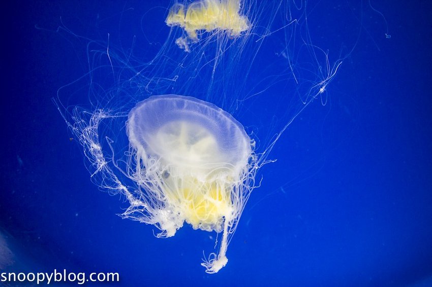 【桃園親子景點】Xpark水族館～現場購票、門票預購｜交通資訊，日本橫濱八景島水族館台來打造台灣首座新都會型水生公園、企鵝咖啡廳