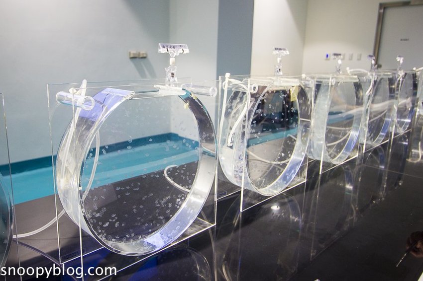 【桃園親子景點】Xpark水族館～現場購票、門票預購｜交通資訊，日本橫濱八景島水族館台來打造台灣首座新都會型水生公園、企鵝咖啡廳