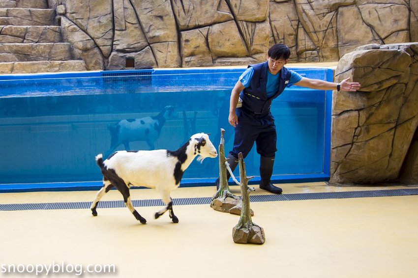 【桃園親子景點】Xpark水族館～現場購票、門票預購｜交通資訊，日本橫濱八景島水族館台來打造台灣首座新都會型水生公園、企鵝咖啡廳