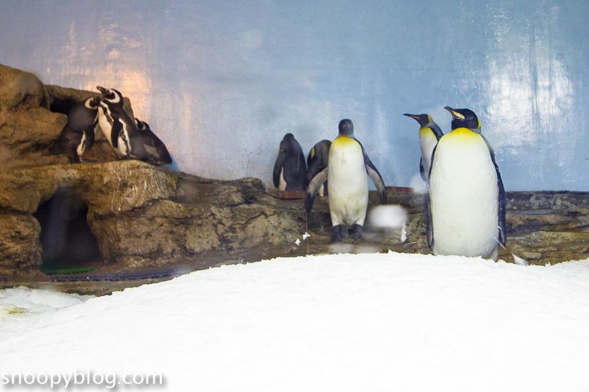 【桃園親子景點】Xpark水族館～現場購票、門票預購｜交通資訊，日本橫濱八景島水族館台來打造台灣首座新都會型水生公園、企鵝咖啡廳