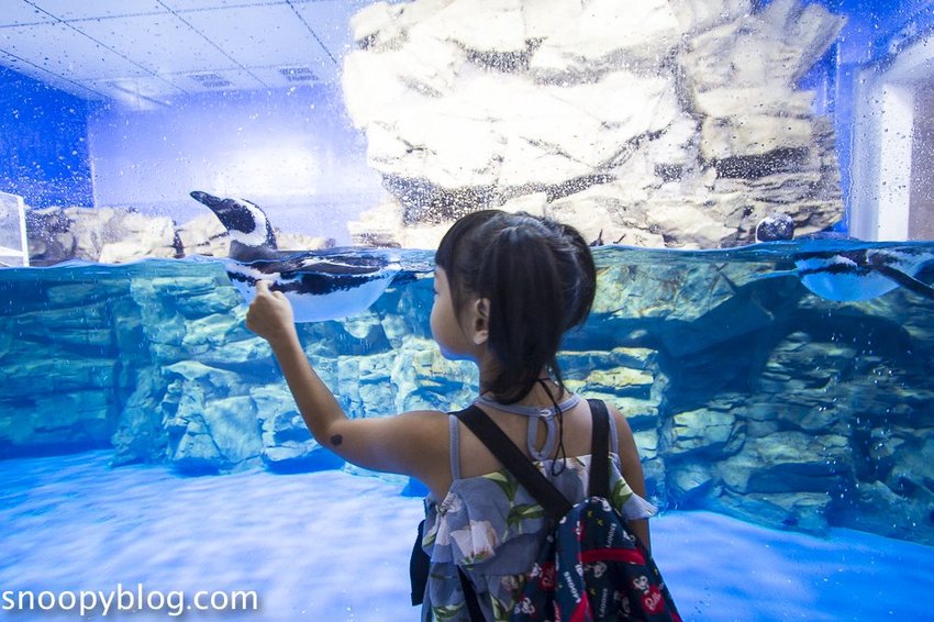 【桃園親子景點】Xpark水族館～現場購票、門票預購｜交通資訊，日本橫濱八景島水族館台來打造台灣首座新都會型水生公園、企鵝咖啡廳