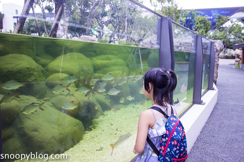 【桃園親子景點】Xpark水族館～現場購票、門票預購｜交通資訊，日本橫濱八景島水族館台來打造台灣首座新都會型水生公園、企鵝咖啡廳