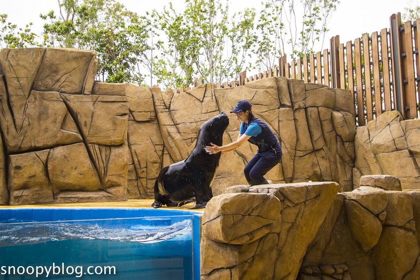 【桃園親子景點】Xpark水族館～現場購票、門票預購｜交通資訊，日本橫濱八景島水族館台來打造台灣首座新都會型水生公園、企鵝咖啡廳