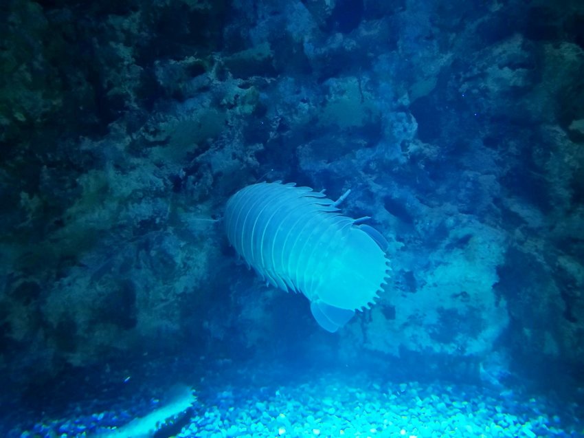 【桃園親子景點】Xpark水族館～現場購票、門票預購｜交通資訊，日本橫濱八景島水族館台來打造台灣首座新都會型水生公園、企鵝咖啡廳