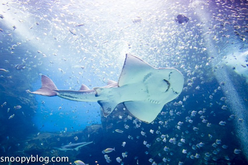 【桃園親子景點】Xpark水族館～現場購票、門票預購｜交通資訊，日本橫濱八景島水族館台來打造台灣首座新都會型水生公園、企鵝咖啡廳