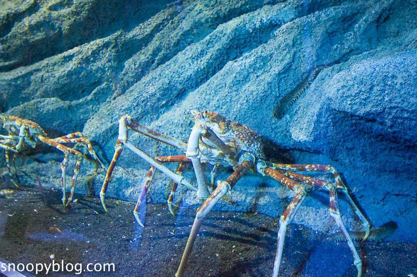 【桃園親子景點】Xpark水族館～現場購票、門票預購｜交通資訊，日本橫濱八景島水族館台來打造台灣首座新都會型水生公園、企鵝咖啡廳