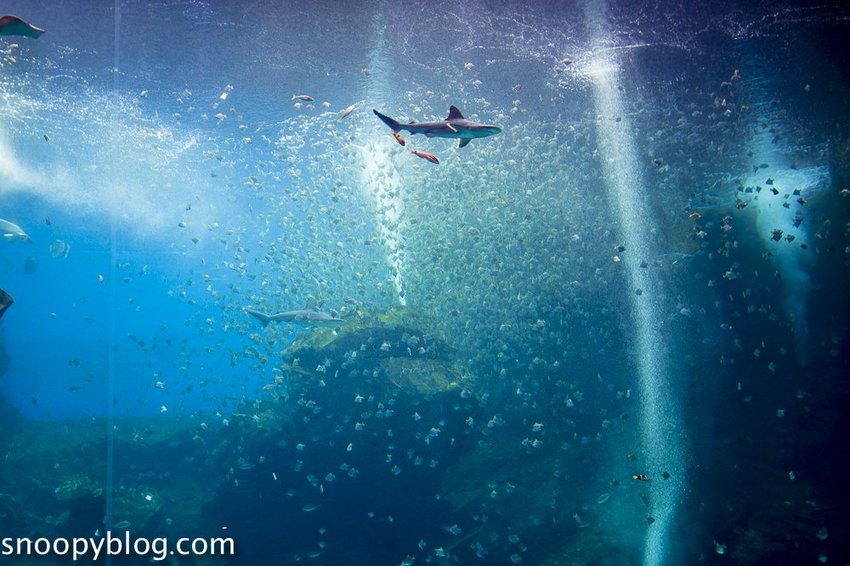 【桃園親子景點】Xpark水族館～現場購票、門票預購｜交通資訊，日本橫濱八景島水族館台來打造台灣首座新都會型水生公園、企鵝咖啡廳