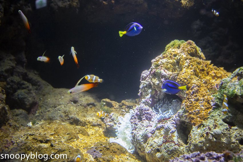 【桃園親子景點】Xpark水族館～現場購票、門票預購｜交通資訊，日本橫濱八景島水族館台來打造台灣首座新都會型水生公園、企鵝咖啡廳
