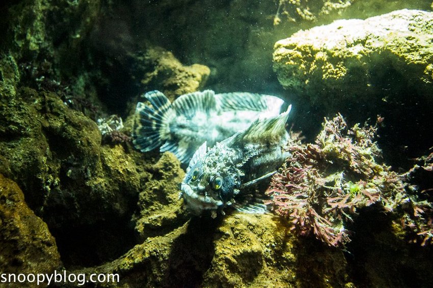 【桃園親子景點】Xpark水族館～現場購票、門票預購｜交通資訊，日本橫濱八景島水族館台來打造台灣首座新都會型水生公園、企鵝咖啡廳