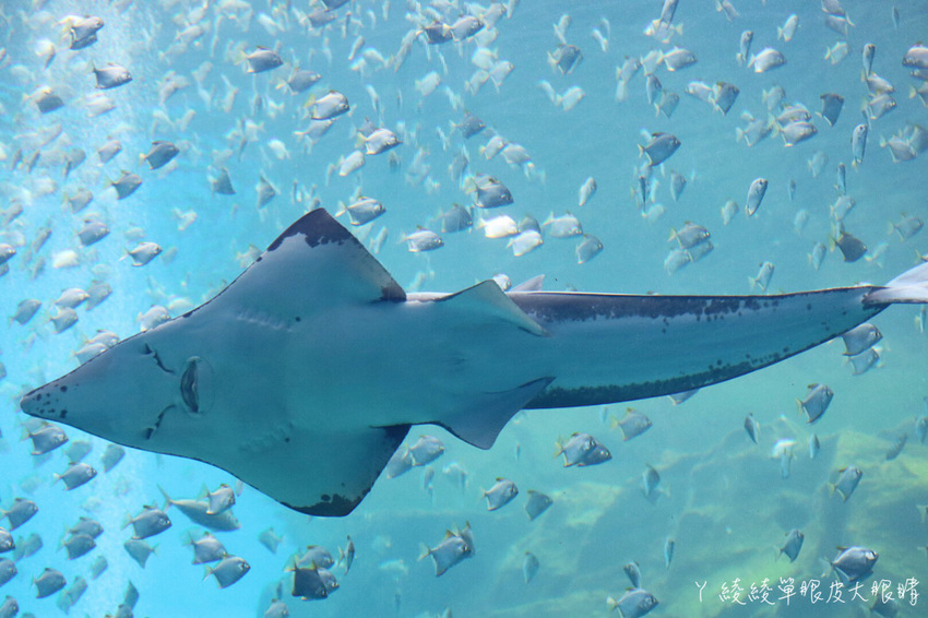 北台灣最大水族館推薦！桃園青埔Xpark水族館門票及交通資訊，必看可愛企鵝隧道、療癒水母