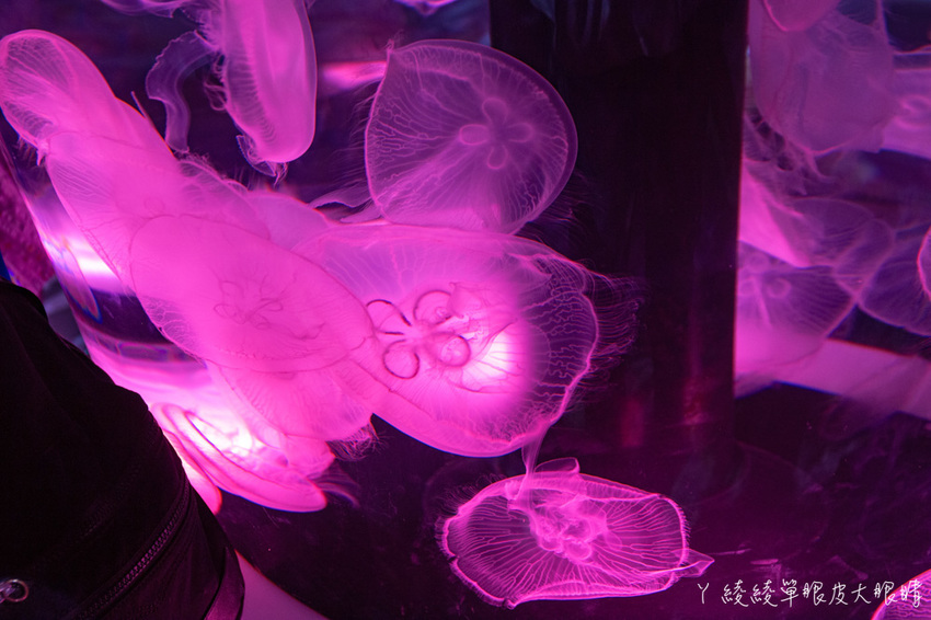 北台灣最大水族館推薦!桃園青埔Xpark水族館門票及交通資訊,必看可愛企鵝隧道、療癒水母