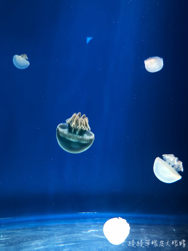 北台灣最大水族館推薦!桃園青埔Xpark水族館門票及交通資訊,必看可愛企鵝隧道、療癒水母