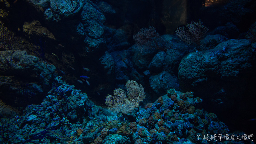 北台灣最大水族館推薦!桃園青埔Xpark水族館門票及交通資訊,必看可愛企鵝隧道、療癒水母