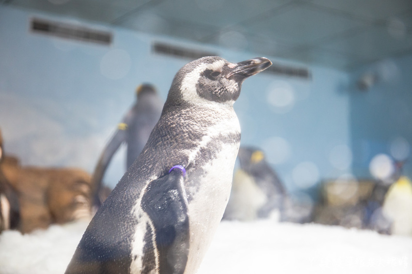 北台灣最大水族館推薦!桃園青埔Xpark水族館門票及交通資訊,必看可愛企鵝隧道、療癒水母