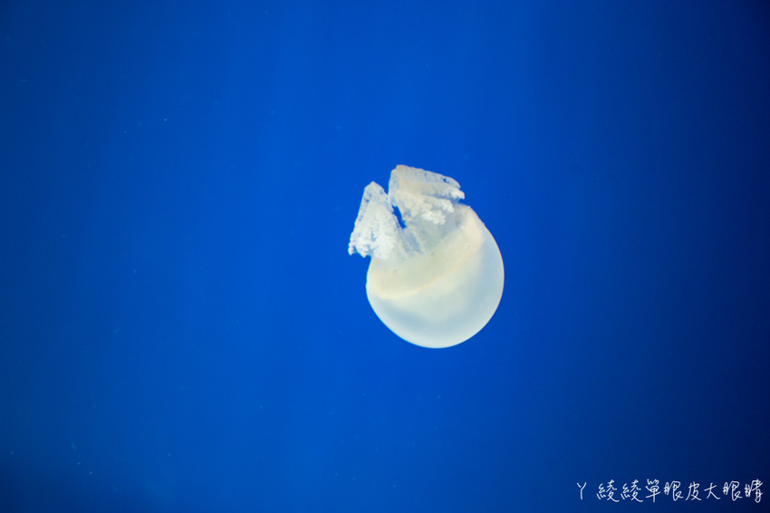 北台灣最大水族館推薦!桃園青埔Xpark水族館門票及交通資訊,必看可愛企鵝隧道、療癒水母
