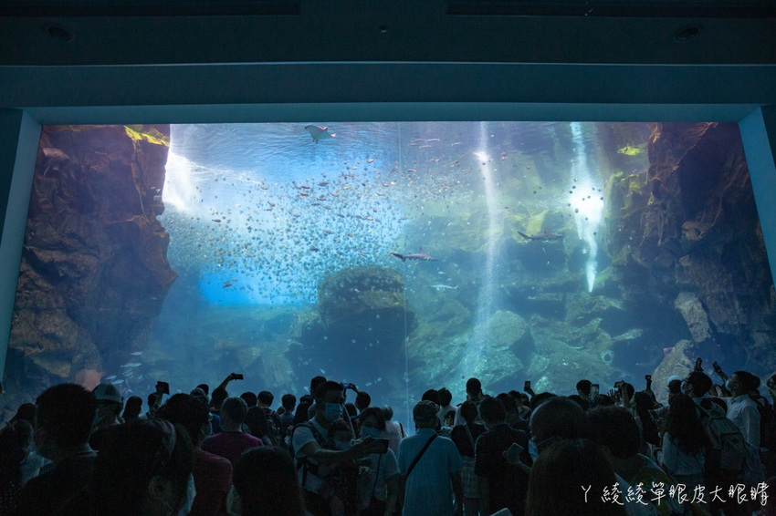 北台灣最大水族館推薦!桃園青埔Xpark水族館門票及交通資訊,必看可愛企鵝隧道、療癒水母