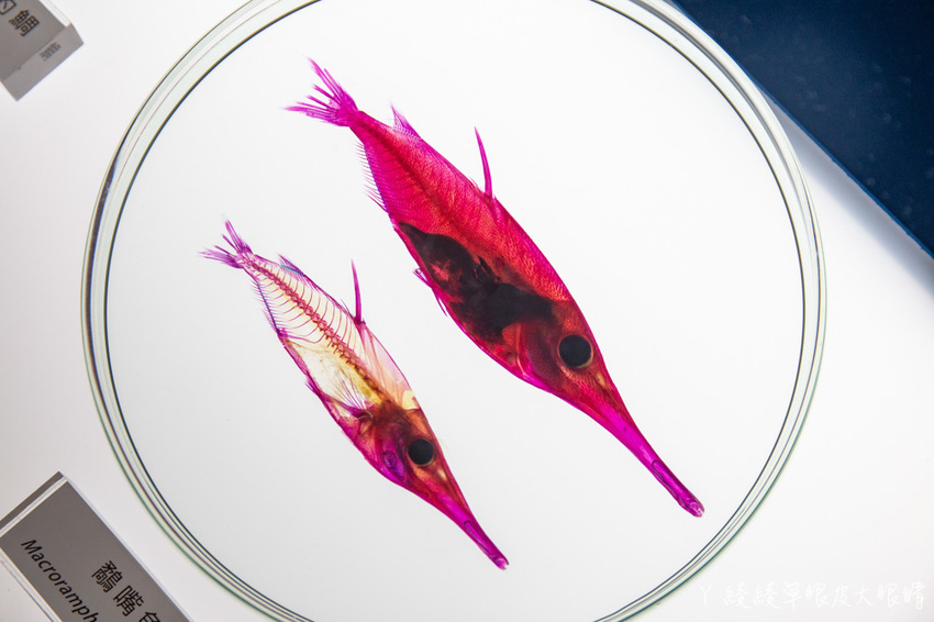 北台灣最大水族館推薦!桃園青埔Xpark水族館門票及交通資訊,必看可愛企鵝隧道、療癒水母