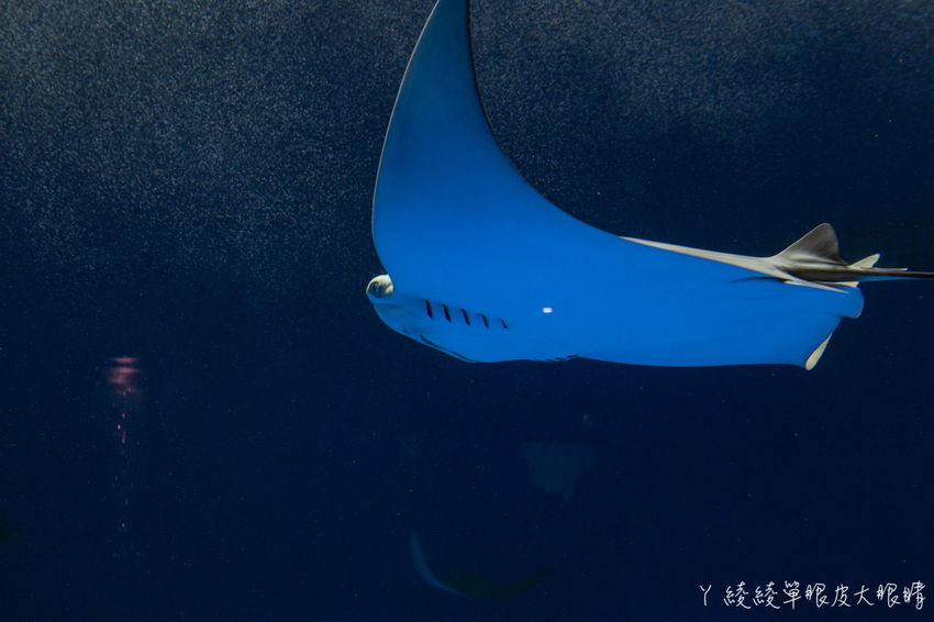 北台灣最大水族館推薦!桃園青埔Xpark水族館門票及交通資訊,必看可愛企鵝隧道、療癒水母