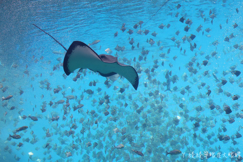 北台灣最大水族館推薦!桃園青埔Xpark水族館門票及交通資訊,必看可愛企鵝隧道、療癒水母