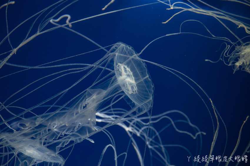 北台灣最大水族館推薦!桃園青埔Xpark水族館門票及交通資訊,必看可愛企鵝隧道、療癒水母