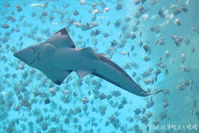 北台灣最大水族館推薦!桃園青埔Xpark水族館門票及交通資訊,必看可愛企鵝隧道、療癒水母