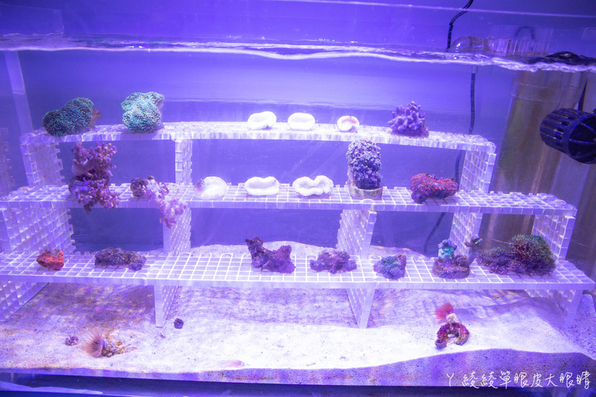 北台灣最大水族館推薦!桃園青埔Xpark水族館門票及交通資訊,必看可愛企鵝隧道、療癒水母