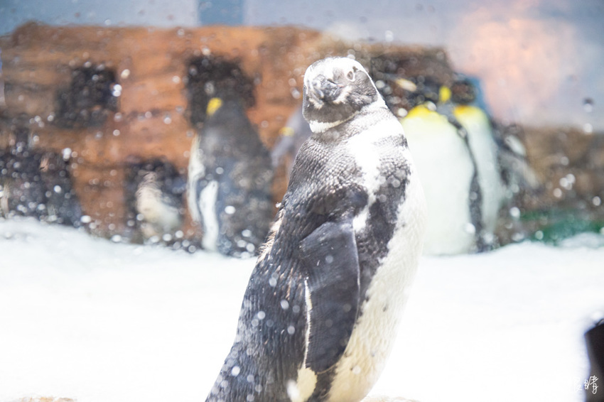 北台灣最大水族館推薦!桃園青埔Xpark水族館門票及交通資訊,必看可愛企鵝隧道、療癒水母