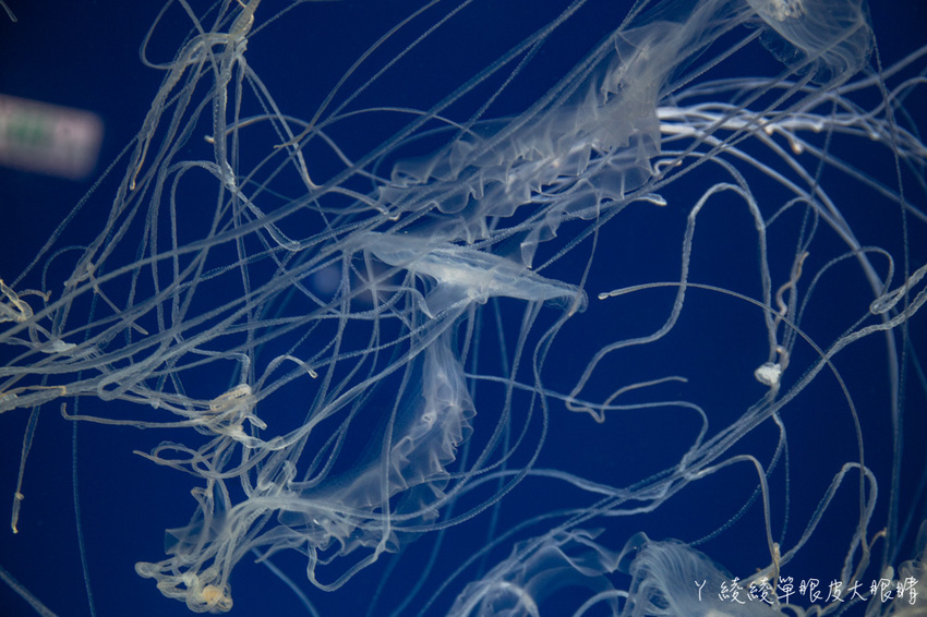 北台灣最大水族館推薦!桃園青埔Xpark水族館門票及交通資訊,必看可愛企鵝隧道、療癒水母