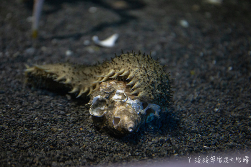 北台灣最大水族館推薦!桃園青埔Xpark水族館門票及交通資訊,必看可愛企鵝隧道、療癒水母