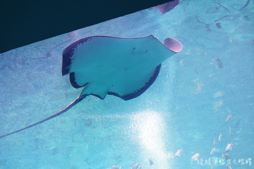 北台灣最大水族館推薦!桃園青埔Xpark水族館門票及交通資訊,必看可愛企鵝隧道、療癒水母