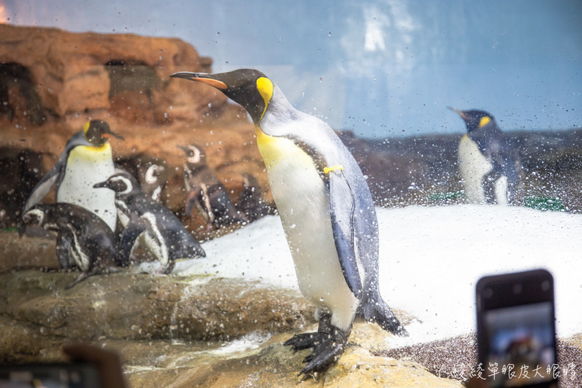 北台灣最大水族館推薦!桃園青埔Xpark水族館門票及交通資訊,必看可愛企鵝隧道、療癒水母