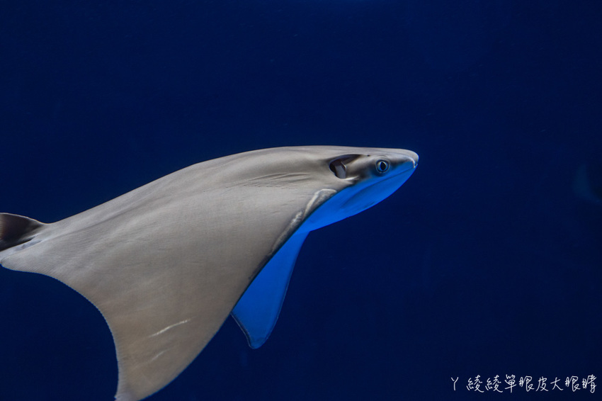 北台灣最大水族館推薦!桃園青埔Xpark水族館門票及交通資訊,必看可愛企鵝隧道、療癒水母