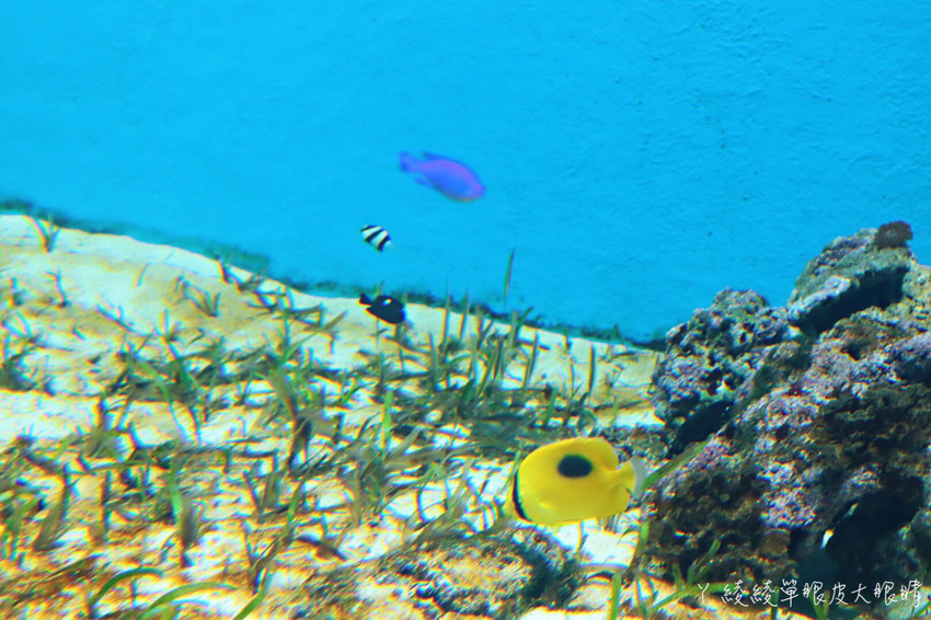 北台灣最大水族館推薦!桃園青埔Xpark水族館門票及交通資訊,必看可愛企鵝隧道、療癒水母