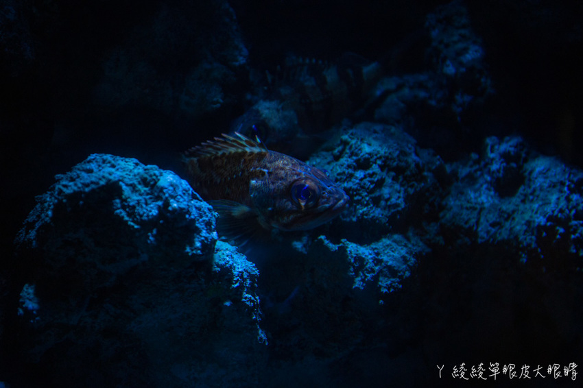 北台灣最大水族館推薦!桃園青埔Xpark水族館門票及交通資訊,必看可愛企鵝隧道、療癒水母
