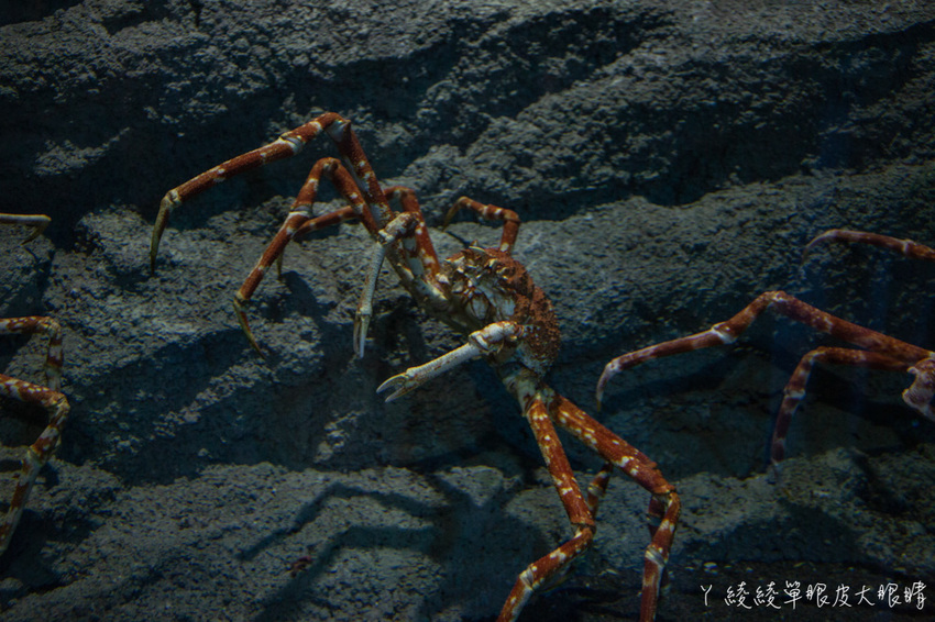 北台灣最大水族館推薦!桃園青埔Xpark水族館門票及交通資訊,必看可愛企鵝隧道、療癒水母