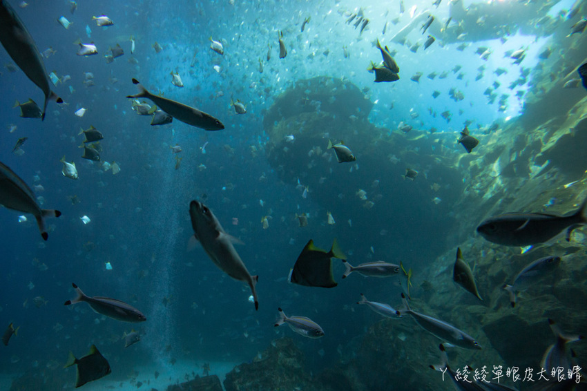 北台灣最大水族館推薦!桃園青埔Xpark水族館門票及交通資訊,必看可愛企鵝隧道、療癒水母