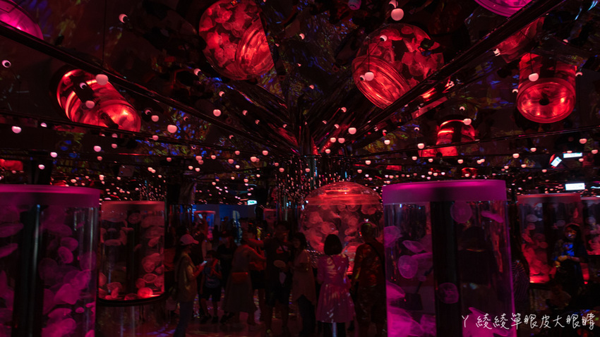 北台灣最大水族館推薦!桃園青埔Xpark水族館門票及交通資訊,必看可愛企鵝隧道、療癒水母