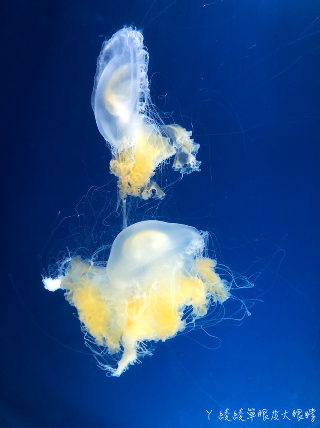 北台灣最大水族館推薦!桃園青埔Xpark水族館門票及交通資訊,必看可愛企鵝隧道、療癒水母