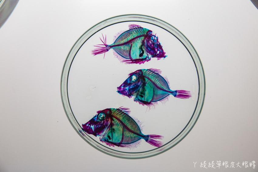 北台灣最大水族館推薦!桃園青埔Xpark水族館門票及交通資訊,必看可愛企鵝隧道、療癒水母