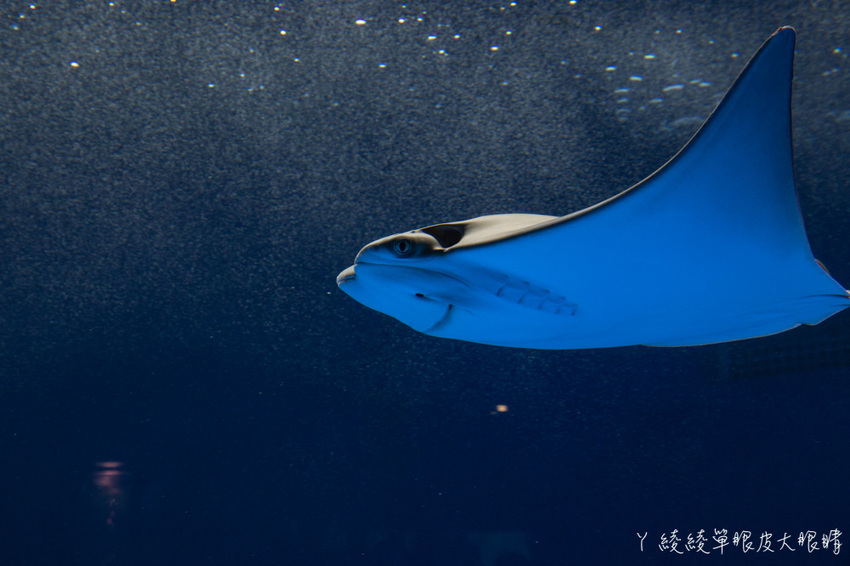 北台灣最大水族館推薦!桃園青埔Xpark水族館門票及交通資訊,必看可愛企鵝隧道、療癒水母