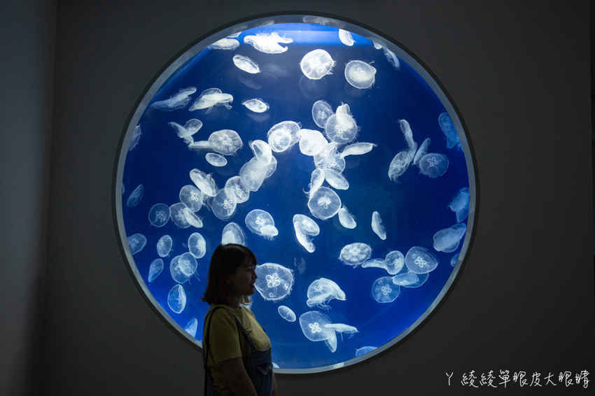 北台灣最大水族館推薦!桃園青埔Xpark水族館門票及交通資訊,必看可愛企鵝隧道、療癒水母