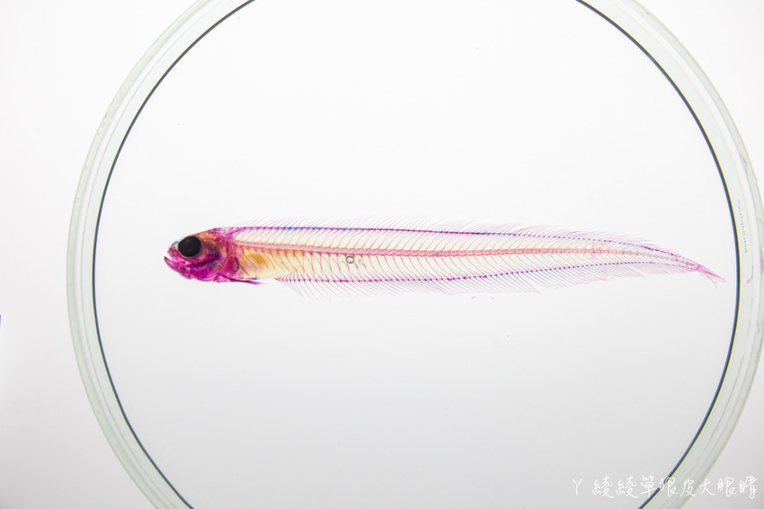 北台灣最大水族館推薦!桃園青埔Xpark水族館門票及交通資訊,必看可愛企鵝隧道、療癒水母